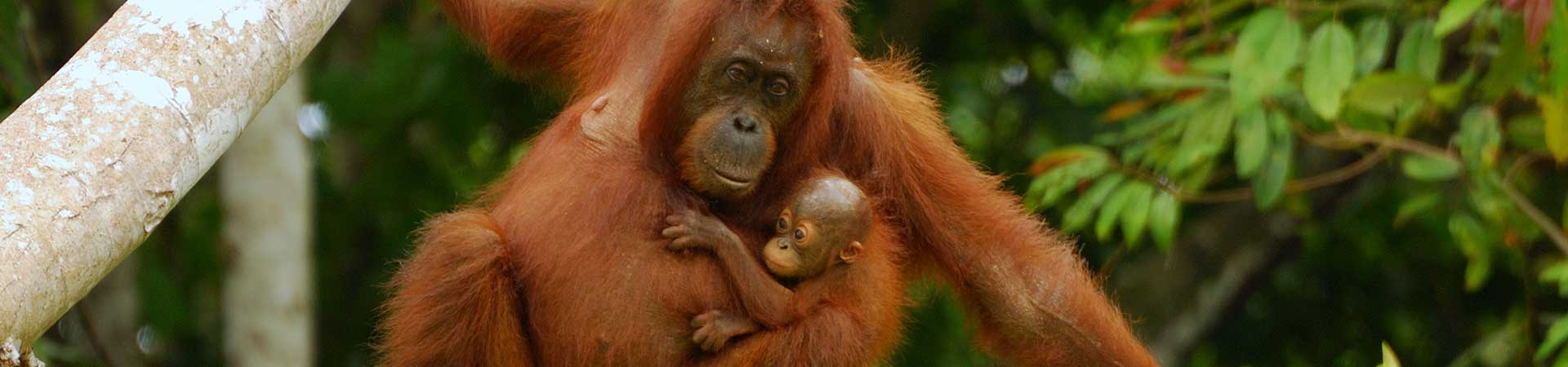 Borneo Wildlife Safari & Freiwilligenarbeit