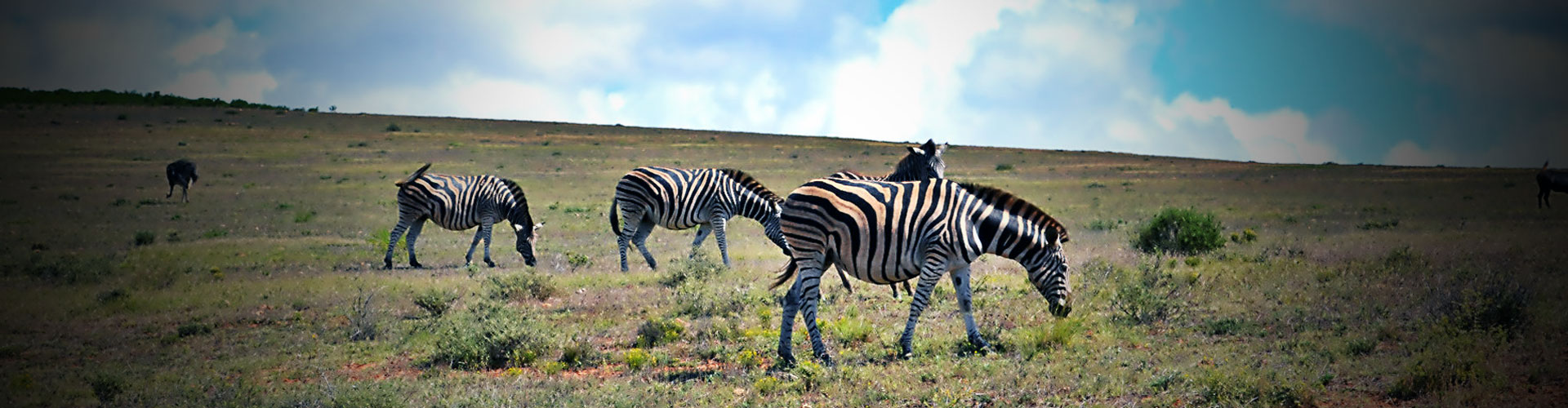 Progetti di volontariato per la fauna selvatica in Sud Africa