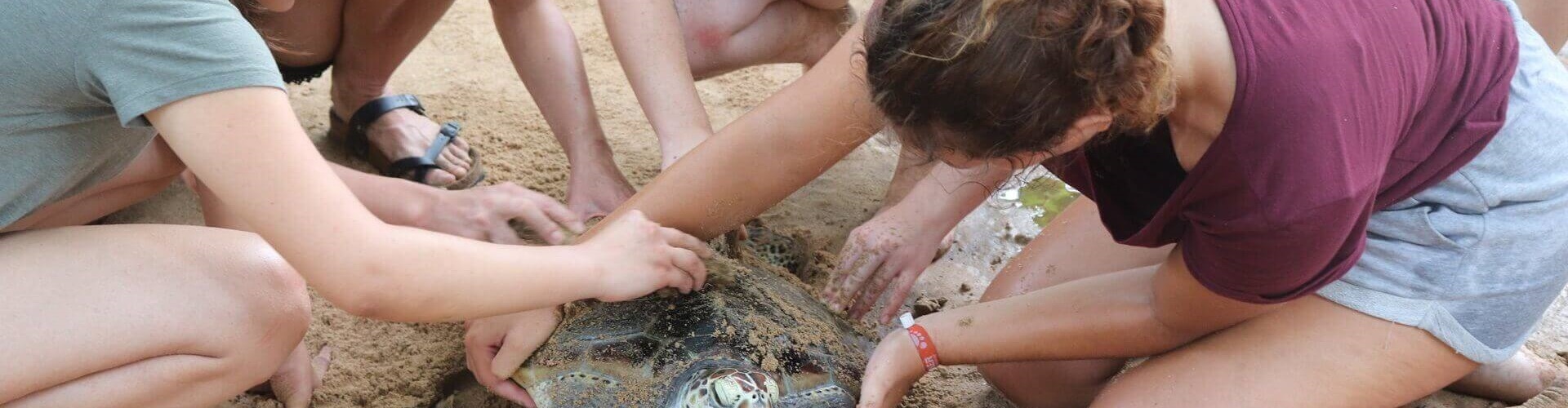Voluntariado de conservación de tortugas marinas en Sri Lanka