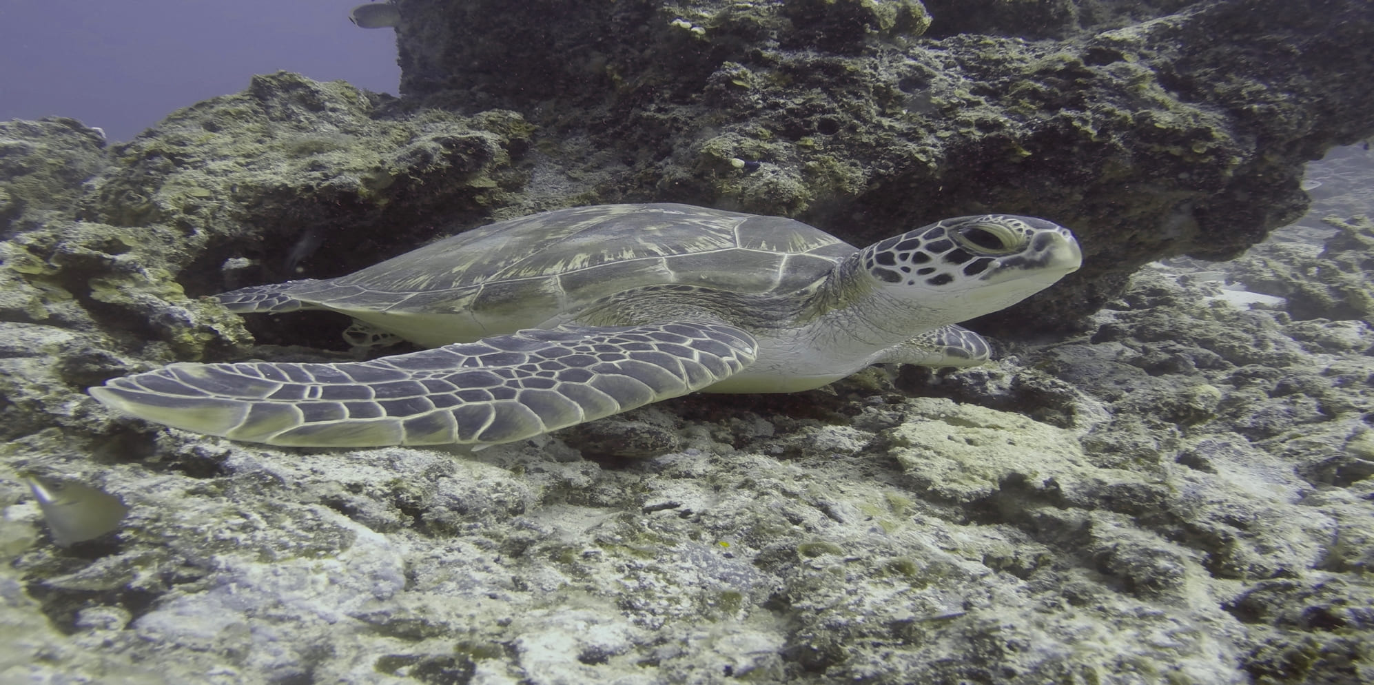 Proteja as tartarugas marinhas no sul da Tanzânia