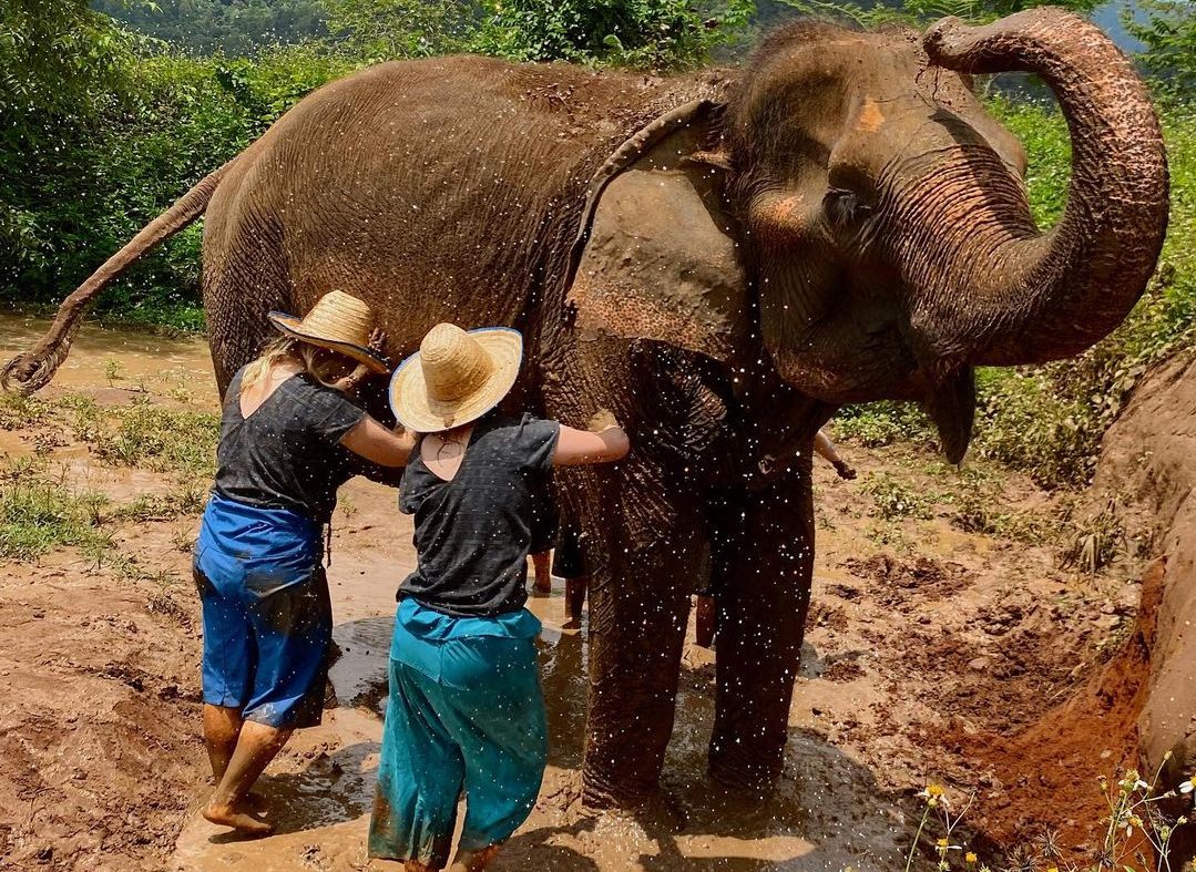 elephant volunteer project in Thailand