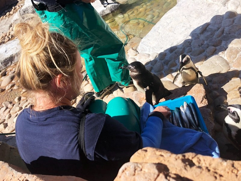 penguine rescue south africa