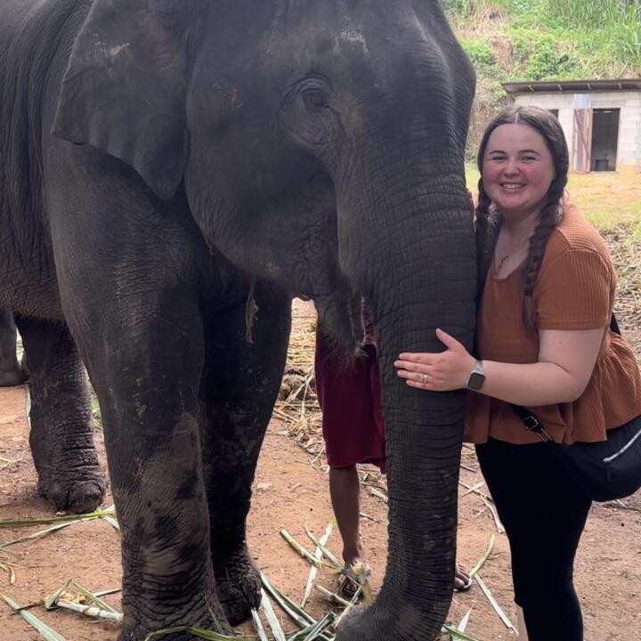 elephnat in thailand 