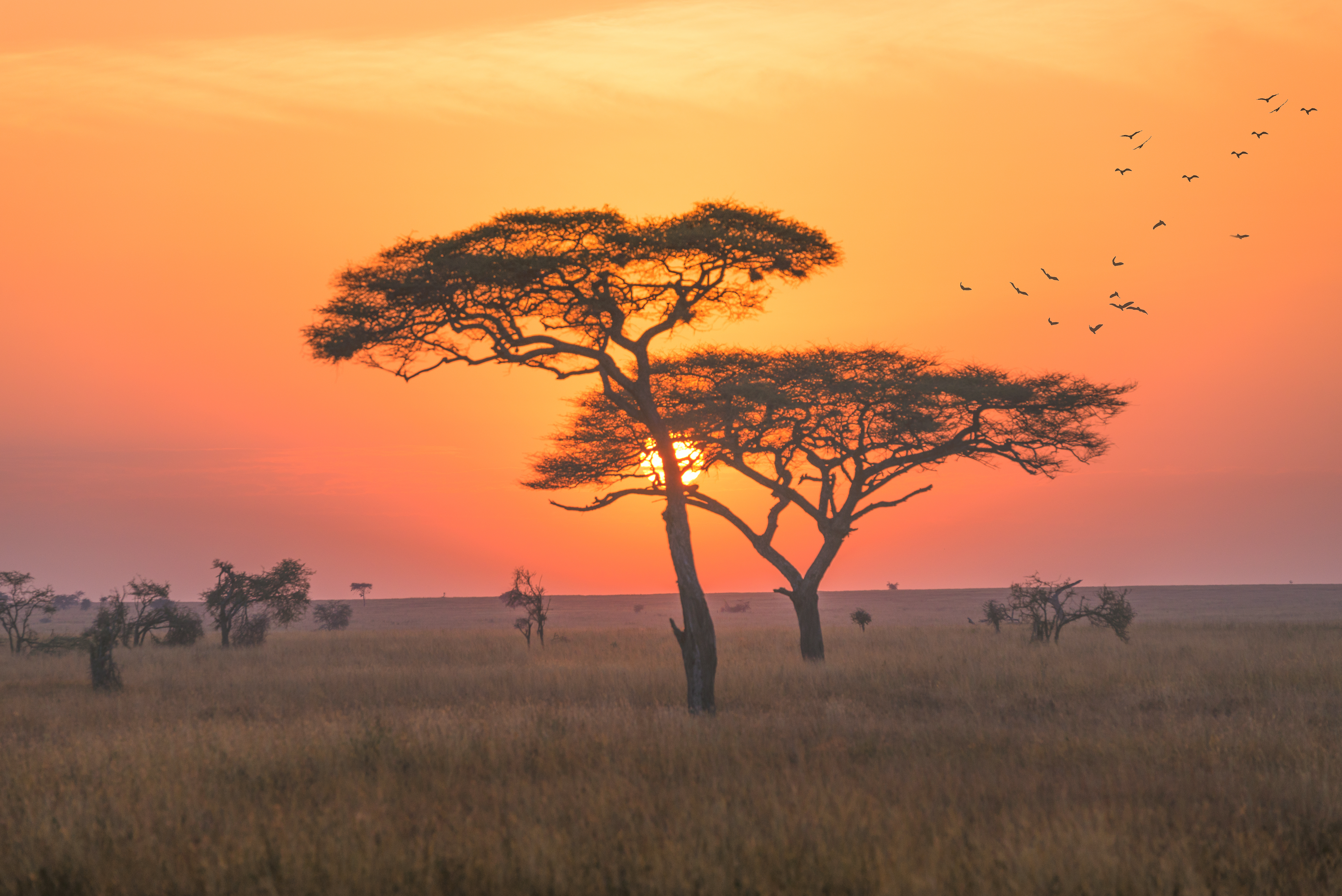 Viagem de safári de fim de semana durante sua viagem de voluntariado para Arusha, Tanzânia com Volunteering Solutions