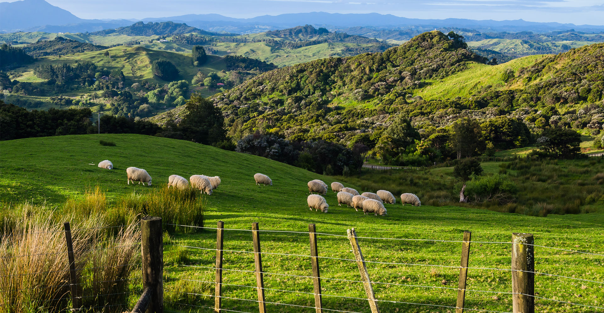 Volunteer in New Zealand