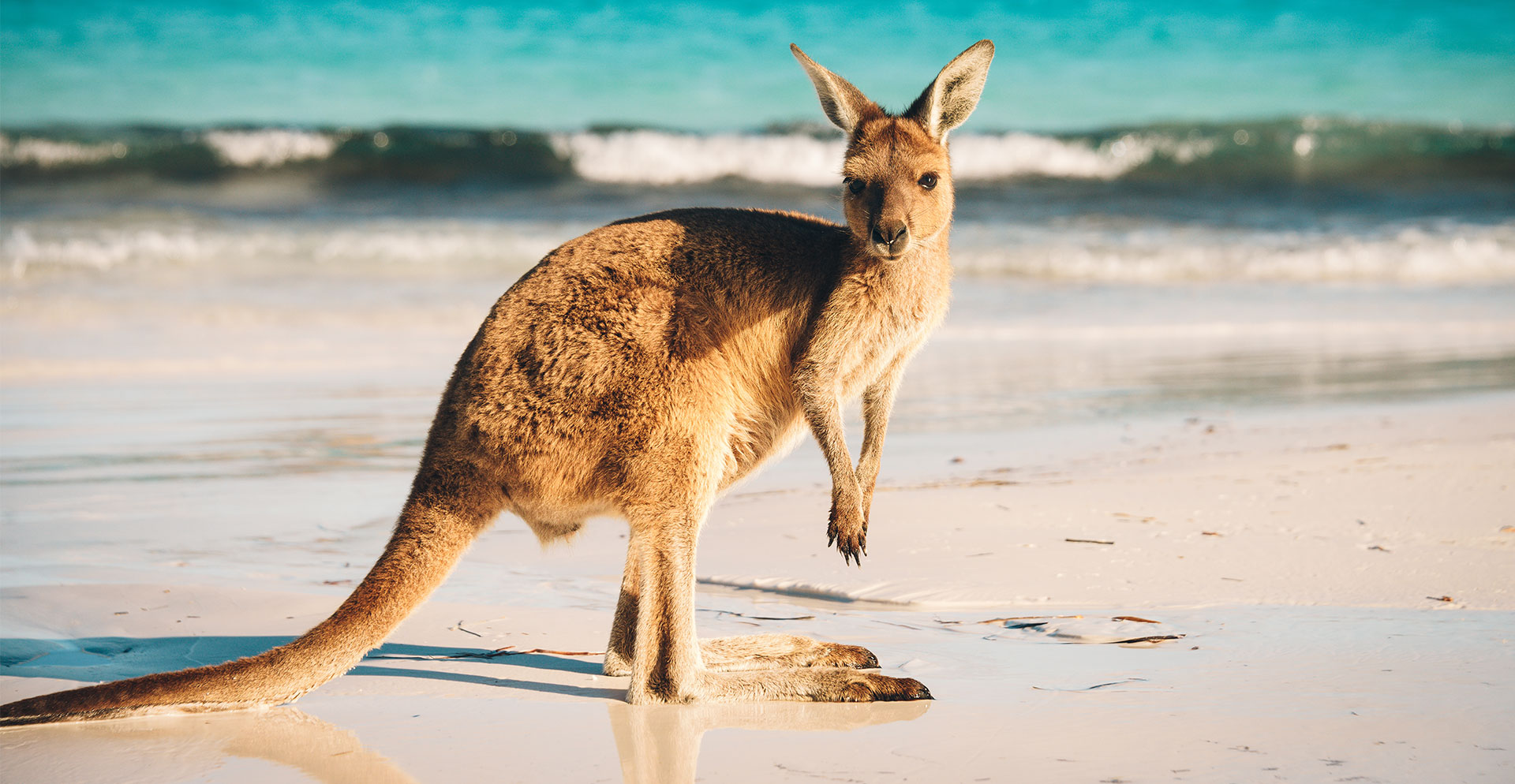 Vrijwilliger in Australië