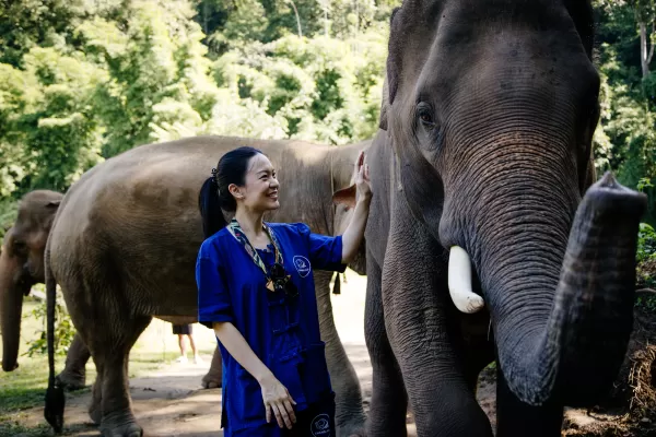 Aiutati y conoscere volentieri gli elefanti a Chiang Mai