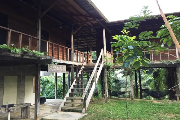 Bescherming van de Maleise Beer op Borneo - Borneo, Maleisië