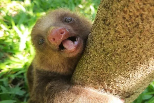 Eu tenho mich freiwillig para um Tierfußballzentrum na Costa Rica entschieden 