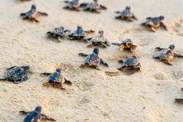 Protect the Sea Turtles in South Tanzania