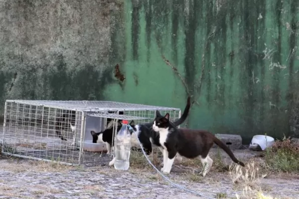 Animal Care Volunteer Program in Porto