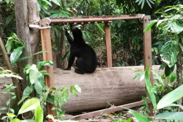 Sun Bear Conservation - Malaysia