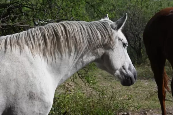 Volunteer in Horse Sanctuary Project in Argentina