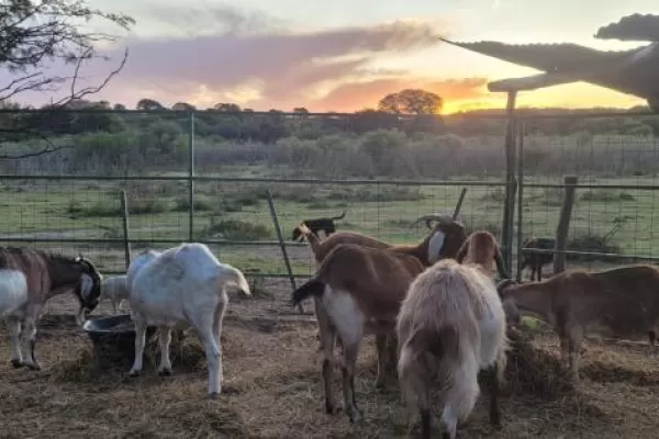 Volunteer in Horse Sanctuary Project in Argentina