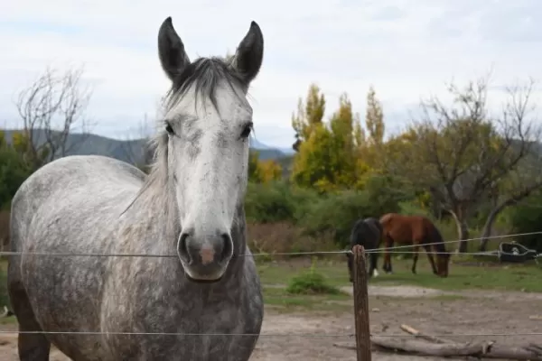 Volunteer in Horse Sanctuary Project in Argentina