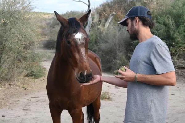 Volunteer in Horse Sanctuary Project in Argentina