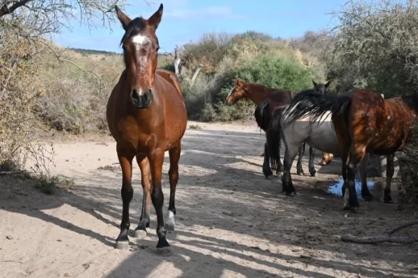 Volunteer in Horse Sanctuary Project in Argentina