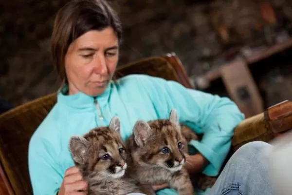 Volunteer at a Puma Reserve in Argentina