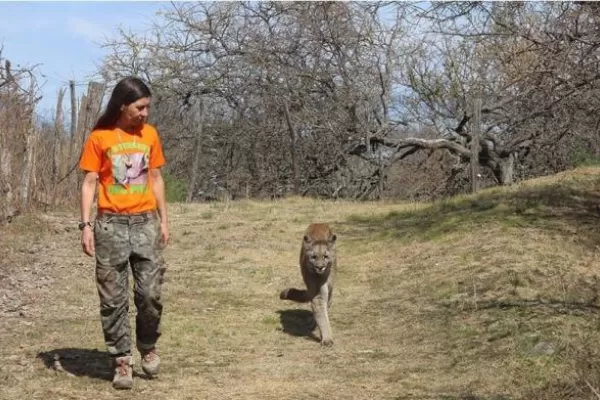 Volunteer at a Puma Reserve in Argentina