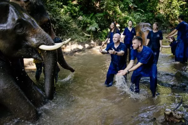 Volunteer with Elephants in Thailand