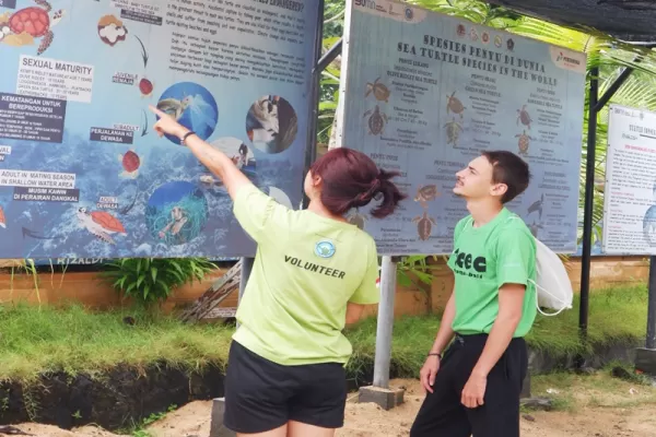 Turtle Conservation Project - Bali