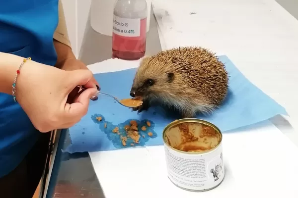 Hedgehog conservation Program in Portugal - Portugal