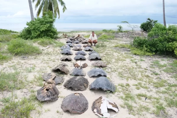 Protect the Turtles - Tanzania