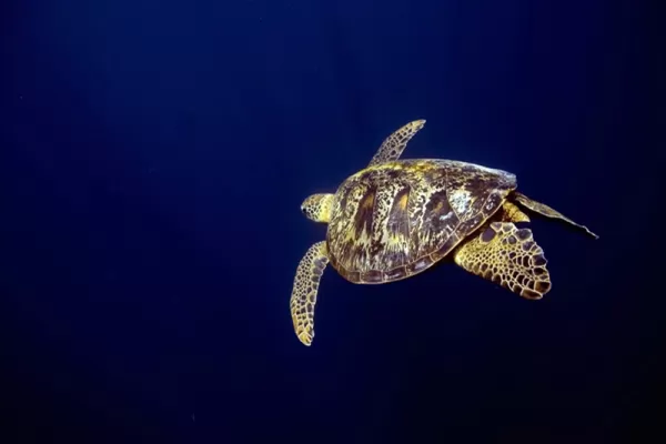 Protect the Turtles - Tanzania