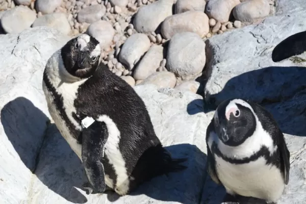 Port Elizabeth - Penguine Rescue - South Africa