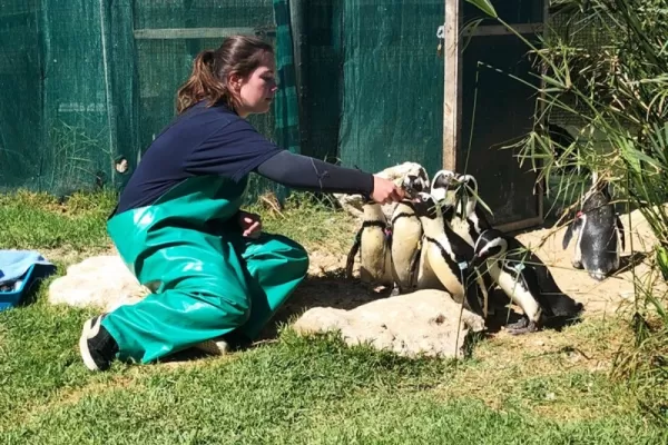 Port Elizabeth - Penguine Rescue - South Africa