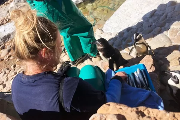 Port Elizabeth - Penguine Rescue - South Africa