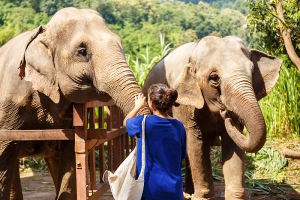 Thailand Summer Experience