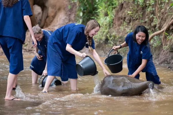 Chiang Mai Elephant Care - Thailand