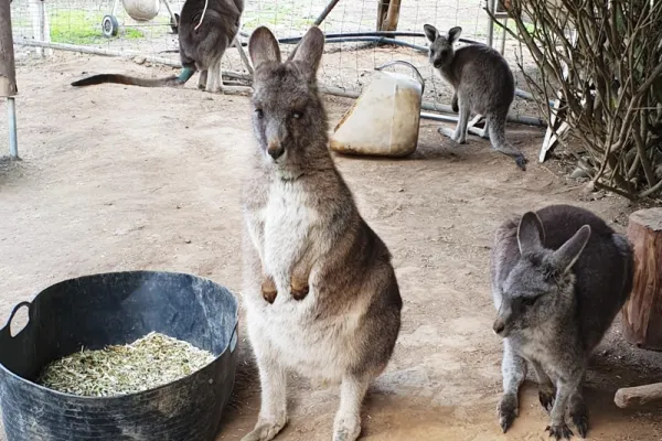 Wildlife Shelter Holbrook - Australia