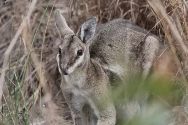 Endangered Species Conservation Australia - Australia