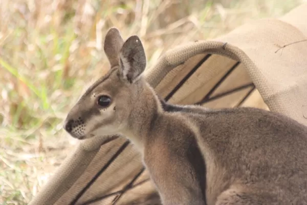 Endangered Species Conservation Australia - Australia