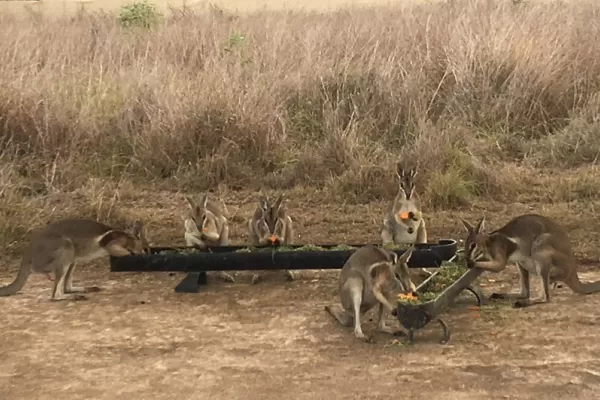 Endangered Species Conservation Australia - Australia