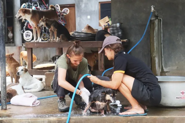 Dog Care Project - Sri Lanka