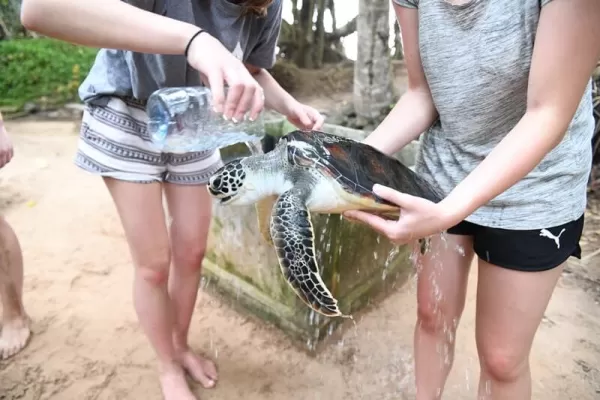 Sea Turtle Sri Lanka - Sri Lanka