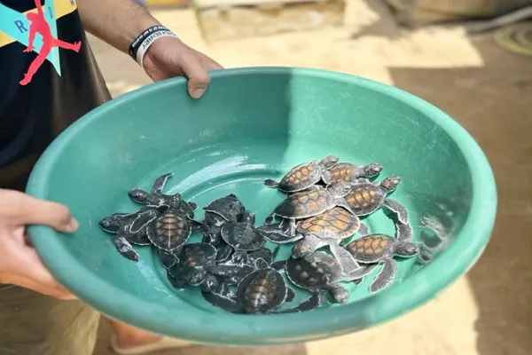 Kosgoda Turtle Conservation - Sri Lanka