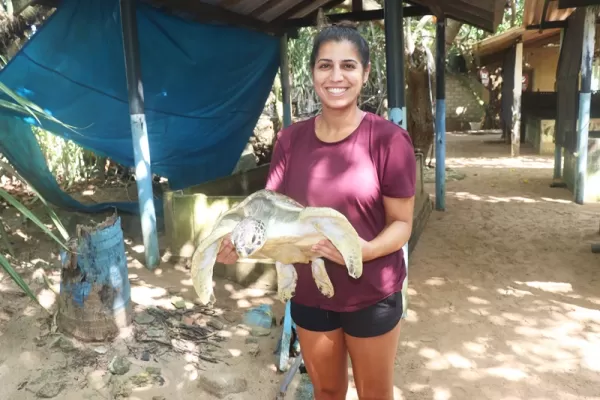 Sea Turtle Sri Lanka - Sri Lanka