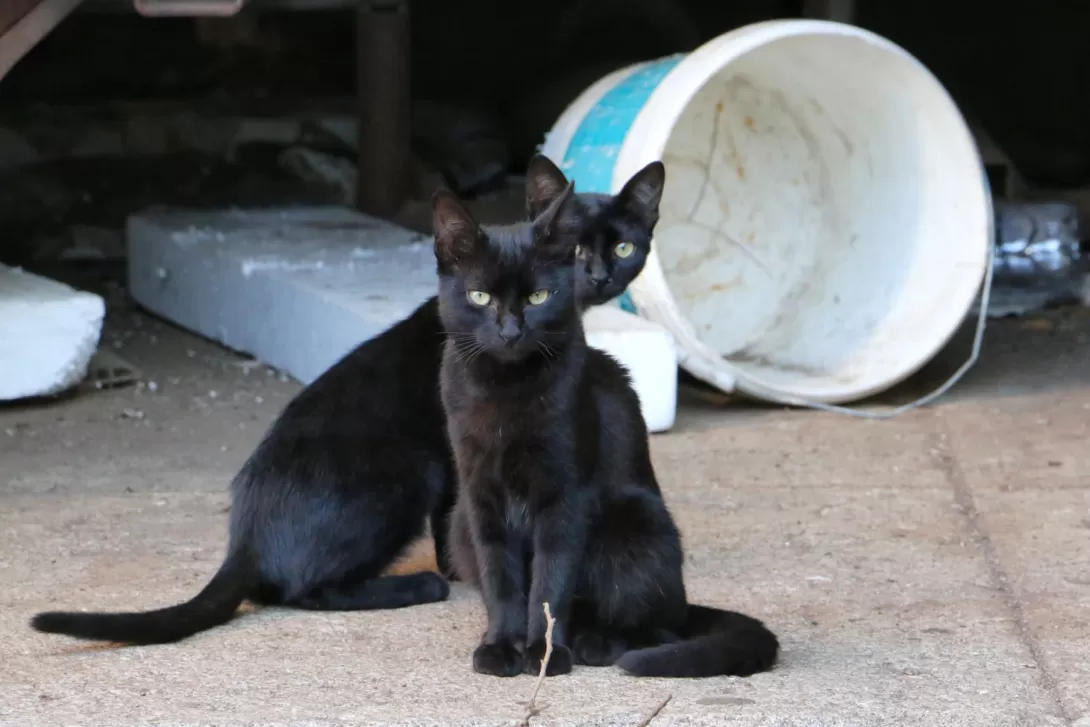 Programa para Pflege der Tiere no Porto