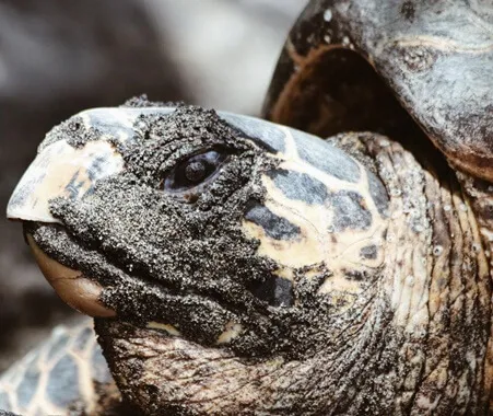 Programma voor de Überwachung der Tortugas Marinas