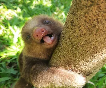 Eu tenho mich freiwillig para um Tierfußballzentrum na Costa Rica entschieden 